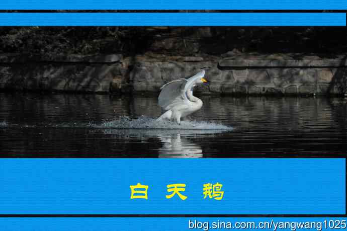 北京动物园的鸟类——白天鹅