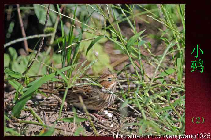 北京天坛公园的鸟类——小鹀（2）