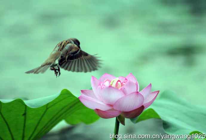 雀与荷 wbr4 雀与荷 wbr4