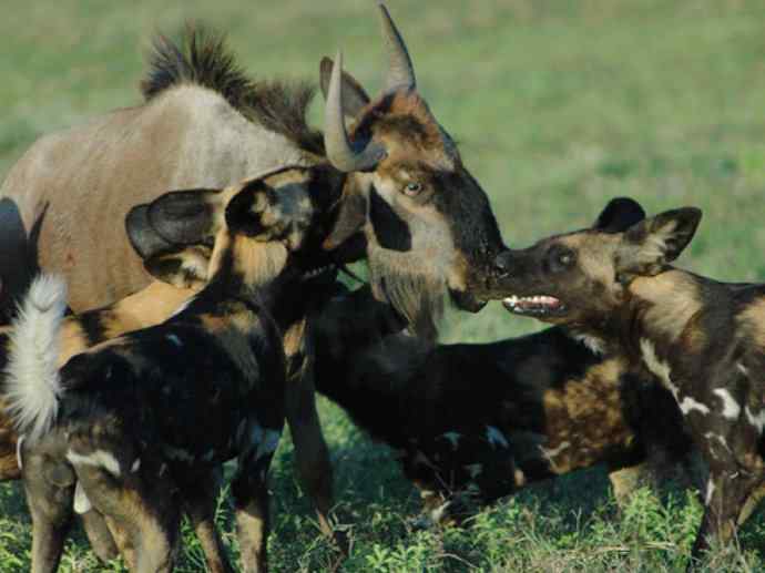 犬科：薮犬亚科非洲野犬属之非洲野犬
