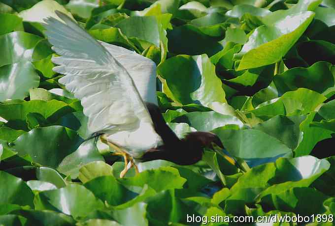 池鹭吃青蛙