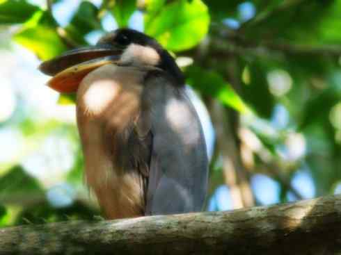 猎奇：奇特的鸟喙之一