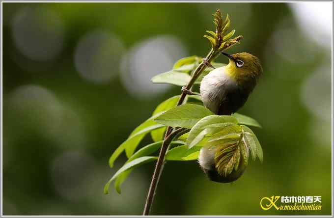 暗绿绣眼一组【照片】