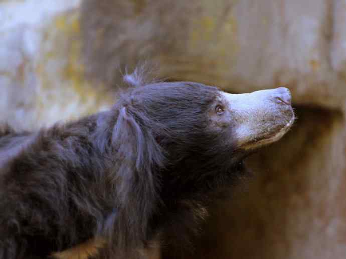 盘点十二大著名食蚁动物：懒熊
