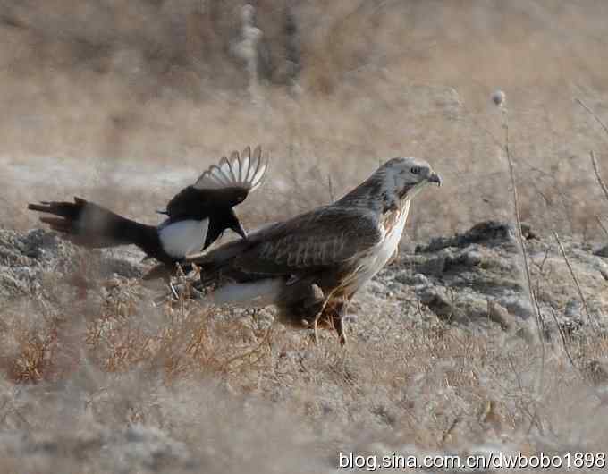 落地大鵟让偶急