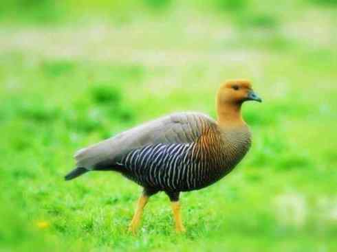 白头鸟系列：另类的美丽（斑胁草雁）