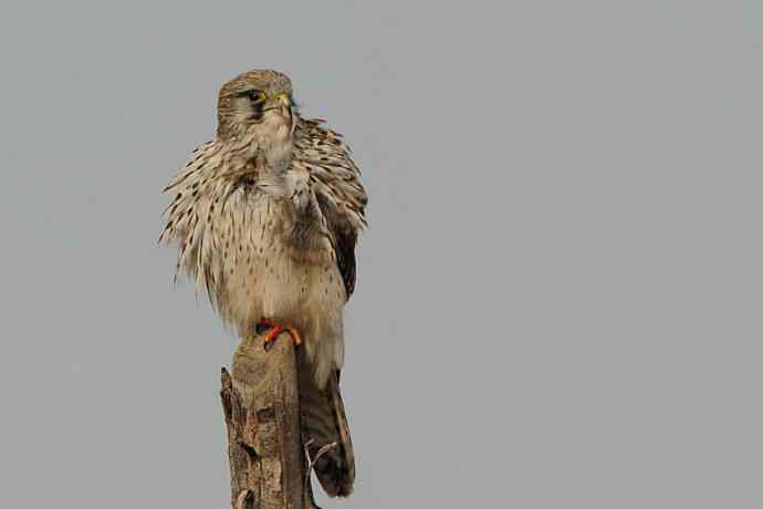 周末约会去（野鸭湖的红隼）