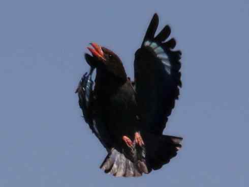 绝色攀禽：佛法僧目之三宝鸟