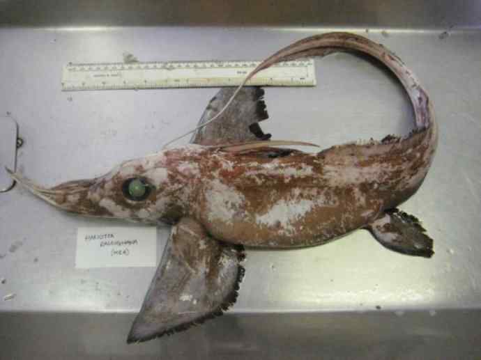 鱼类活化石：长吻银鲛