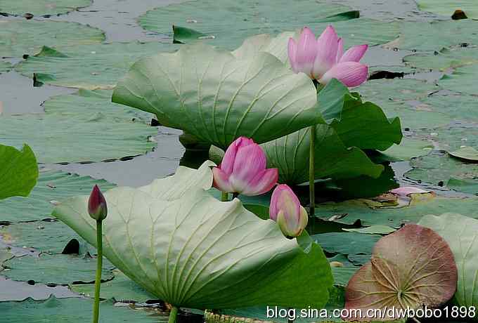 戴胜护驾南海子