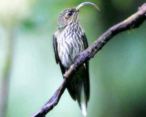 猎奇：奇特的鸟喙之九