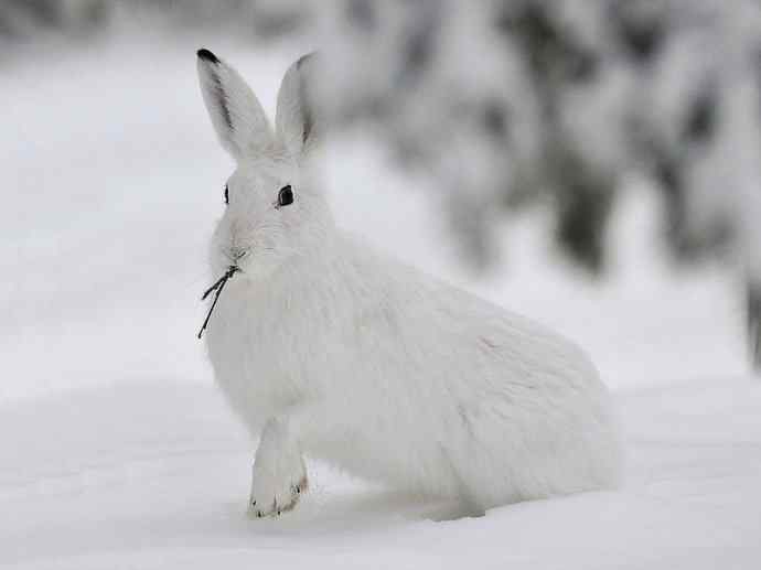 犬科：狐亚科之北极狐（雪鸮、雷鸟）