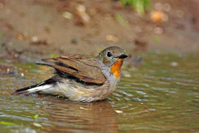 雄性红喉姬鹟（8）