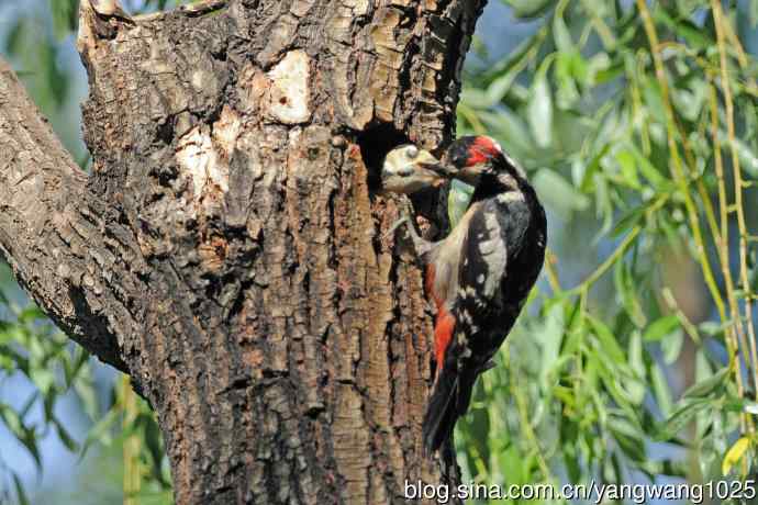 父子情深的大斑啄木鸟（2）