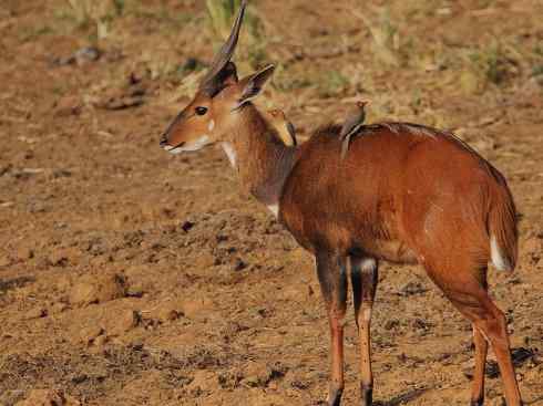 麒麟：传说的兽原型探秘（紫羚）