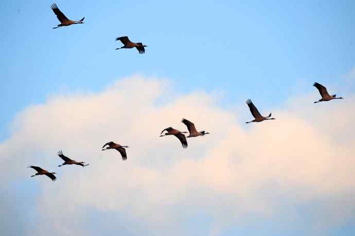 美丽的野鸭湖 美丽的野鸭湖