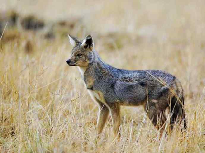 犬科：犬亚科犬属之西门豺、侧纹豺（胡狼类）