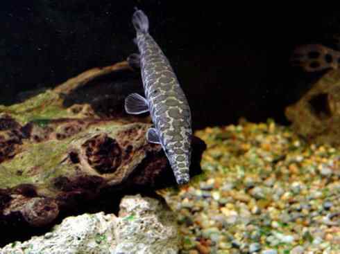 鱼类活化石:鳄雀鳝 鱼类活化石:鳄雀鳝