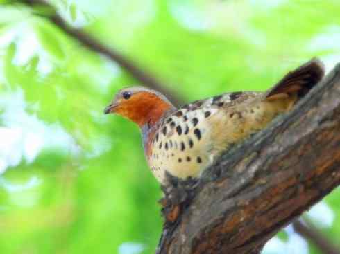 家禽驯化之源之九