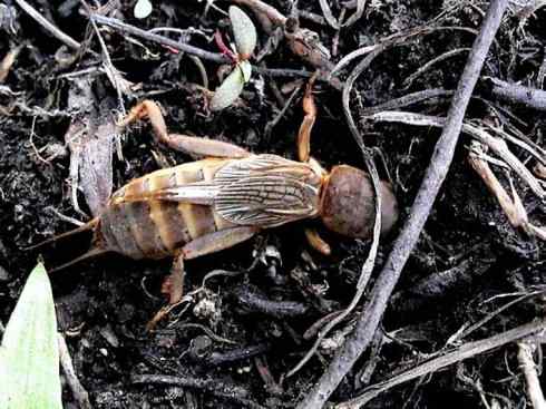 自然奇观：动物大迁徙(东亚飞蝗）