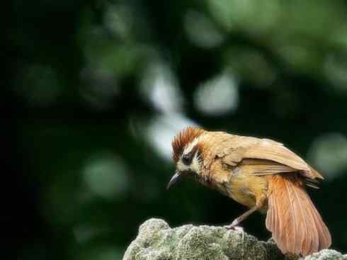 家禽驯化之源之十六（画眉、噪鹛）