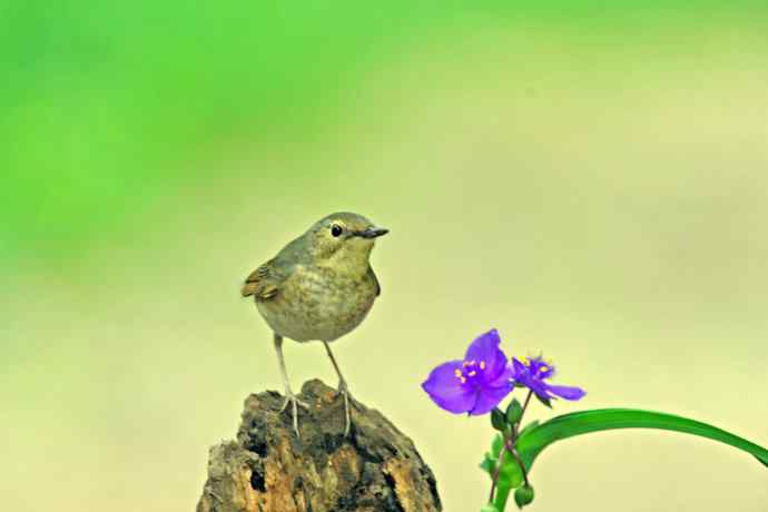 雌性蓝歌鸲与紫露草(1) 雌性蓝歌鸲与紫露草(1)