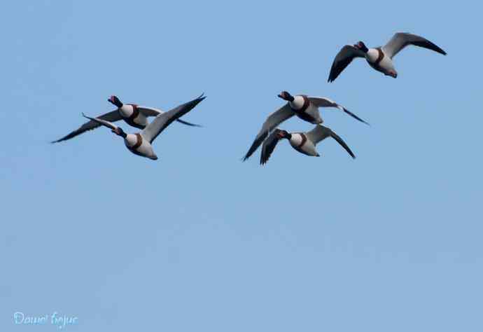 沙河邂逅白琵鹭和翘鼻麻鸭