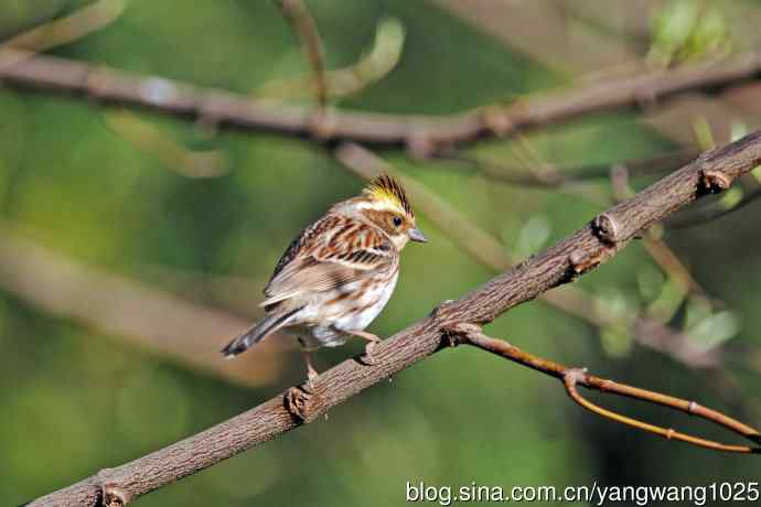 雌性黄喉鹀（13）