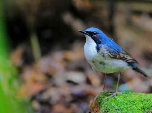 美丽无罪：雀鸟之红尾鸲