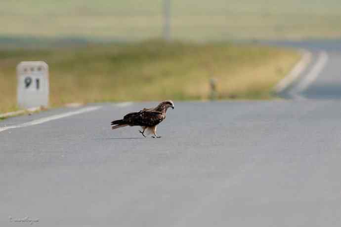 马路天使黑耳鳶