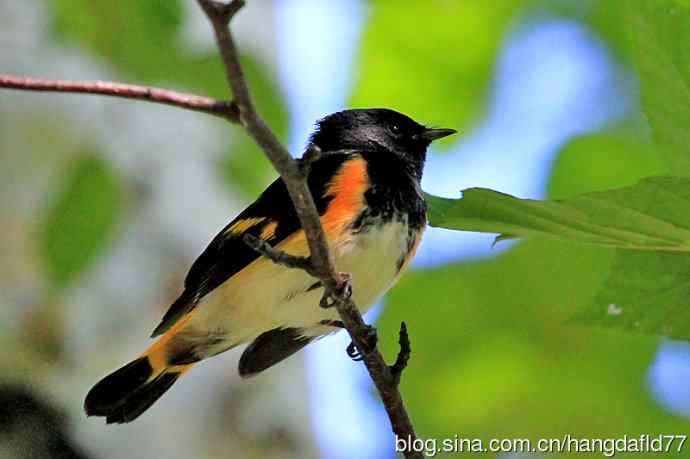 美国鸟类摄影——美洲紅尾鸲