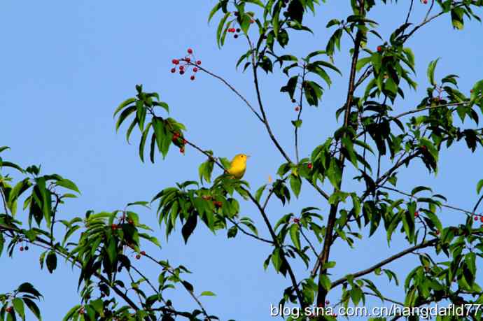 黄色林莺（2）