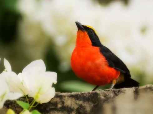 美丽无罪：雀鸟之丛伯劳