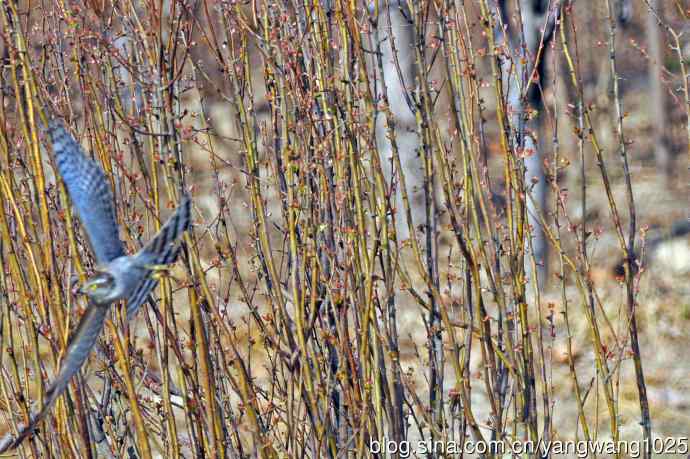 偶遇雀鹰（记录版）