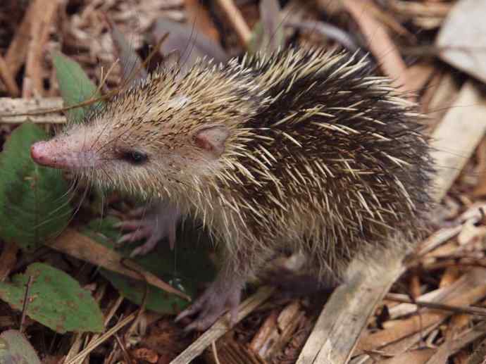 盘点十二大著名食蚁动物：土狼