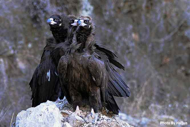 峡谷中 wbr. wbr沐浴阳光的秃鹫