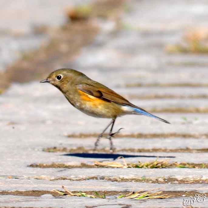 河北乐亭&nbsp;wbr路&nbsp;wbr红胁蓝尾鸲