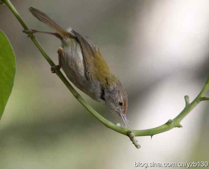 深港拍鸟新纪录（10）鈥斺敵の卜煲遁海ㄗ橥迹