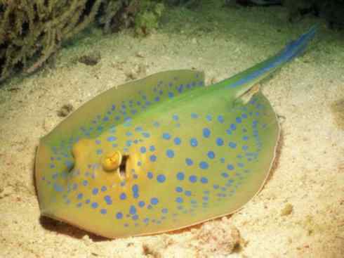 自然奇观：动物大迁徙(鲼)