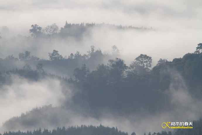 棕颈凤鹛&bull;橙胸【姬】鹟&bull;黑翅雀鹎