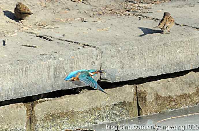 捕鱼全过程（纪实）