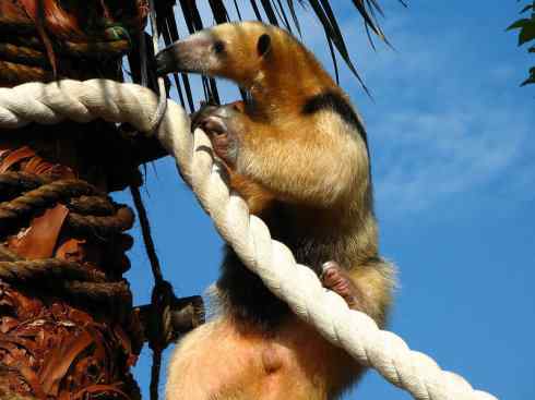 盘点十二大著名食蚁动物:食蚁兽 盘点十二大著名食蚁动物:食蚁兽