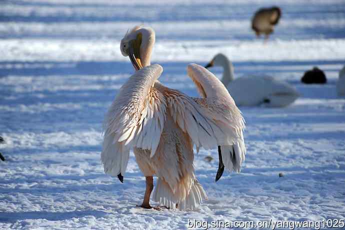春雪之后（鹈鹕）
