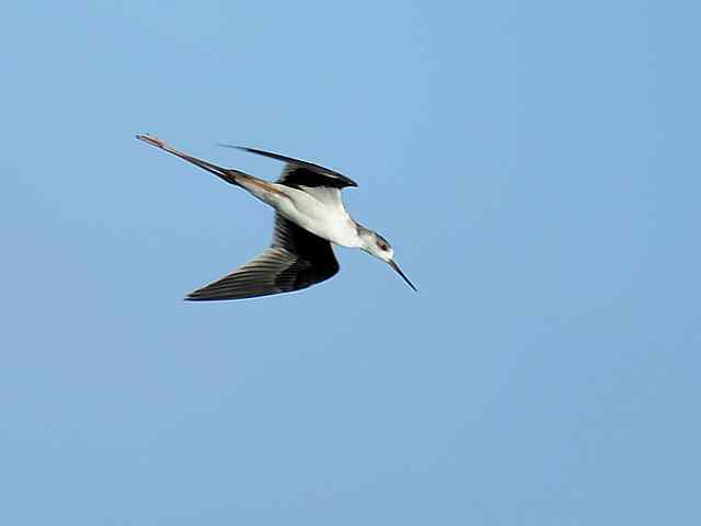 翠明湖畔观鸟儿情