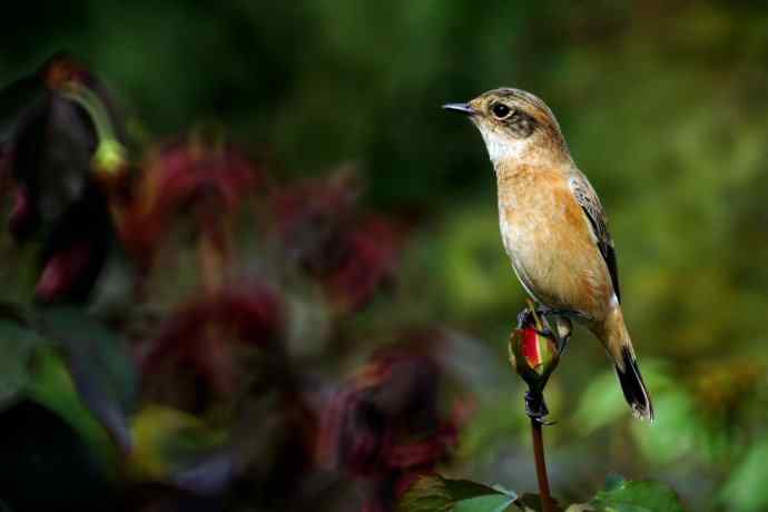 黑喉石鵖mm写真