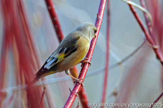 金翅雀(4) 金翅雀(4)