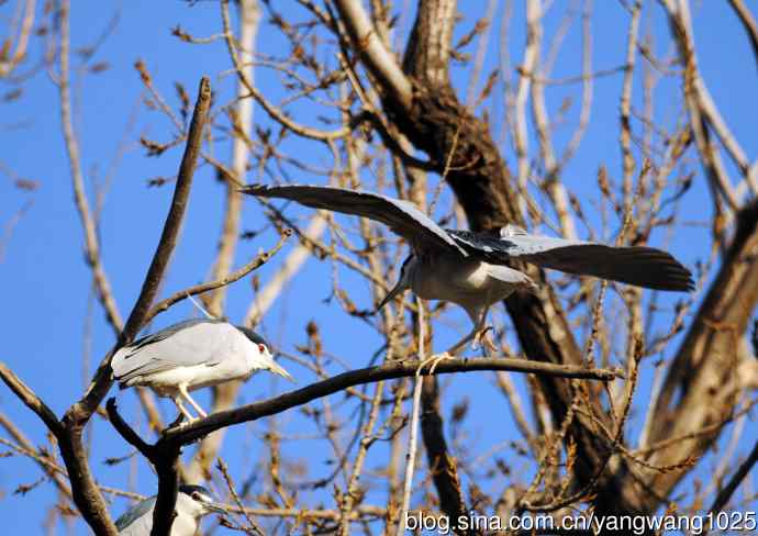 落向枝头的夜鹭（1）
