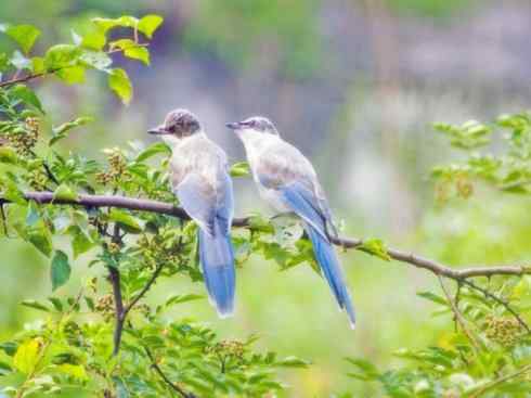 家禽驯化之源之二十九