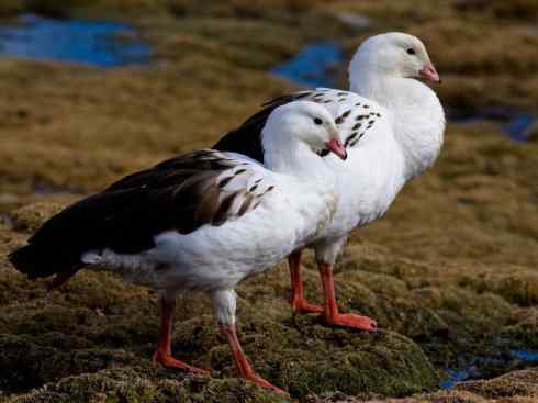 犬科：狐亚科伪狐属之高地狐、河狐、秘鲁狐