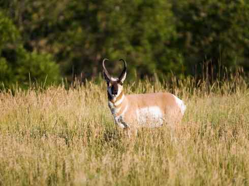 麒麟：传说的兽原型探秘（叉角羚）